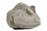 Bargain, Enrolled Asaphus Trilobite - Russia #363246-1